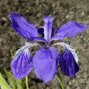 Wall Iris Lily Bulbs
