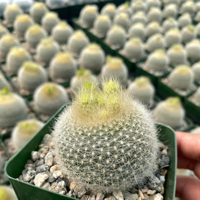 Noto Cactus Graessneri (Bare Rooted)