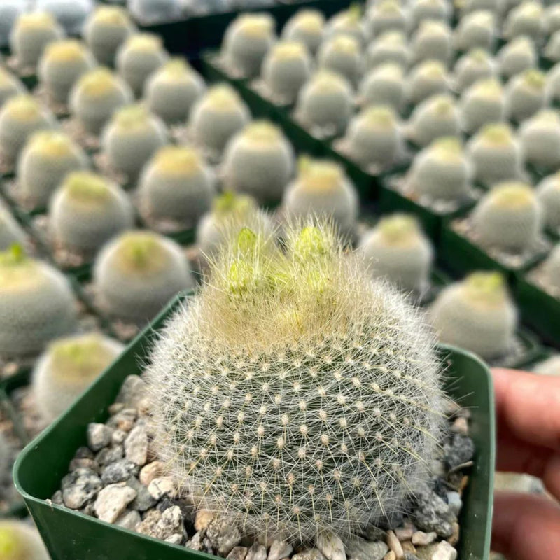Noto Cactus Graessneri (Bare Rooted)