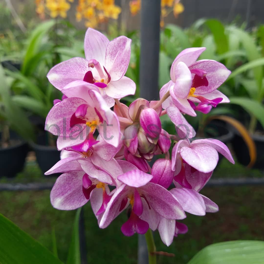 Ground Orchid Flower Bulbs