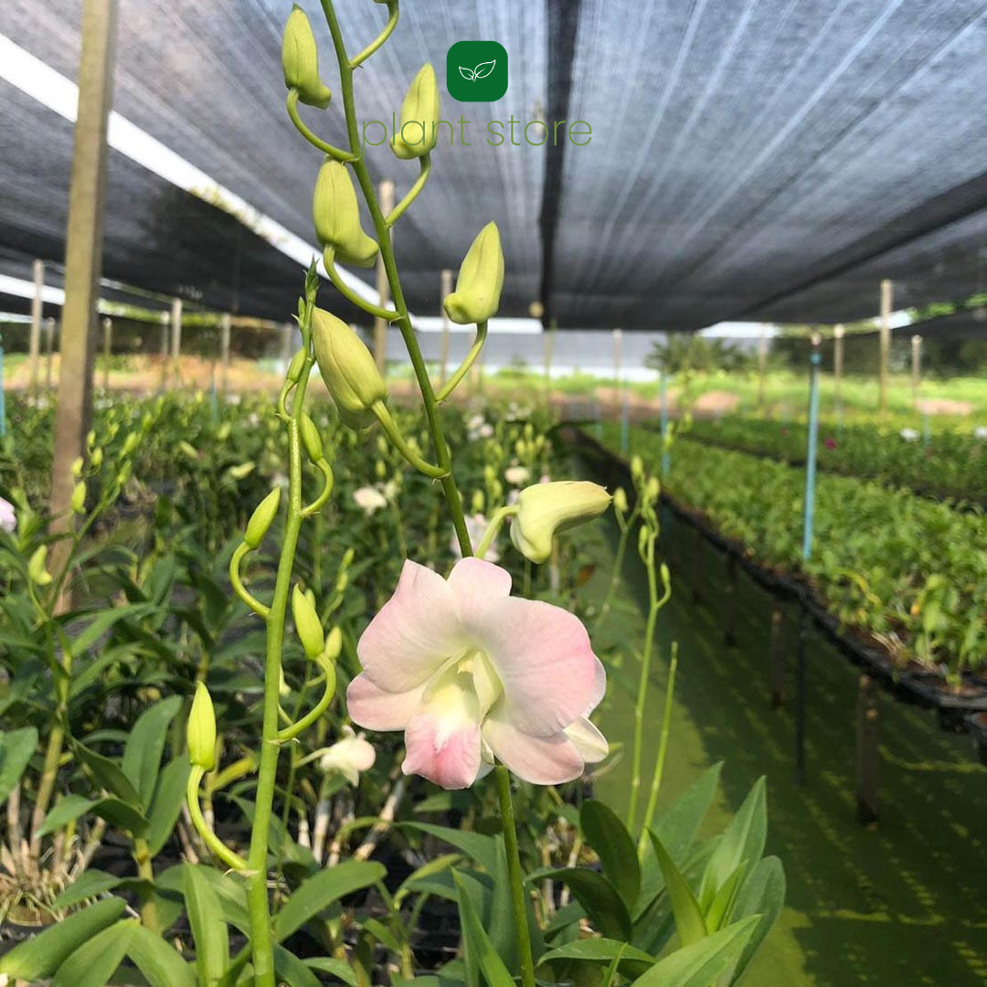 Dendrobium Peach (Near Blooming Size) - plant store® 