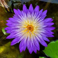 Bi-colour waterlily combo