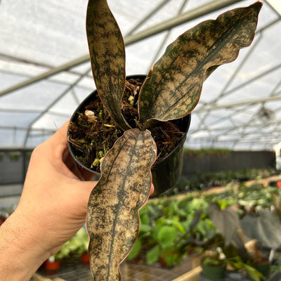Sansevieria Kirkii Coppertone (Bare Rooted)