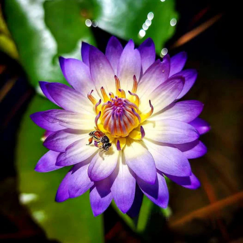 Ratsamee Chan Tropical Waterlily