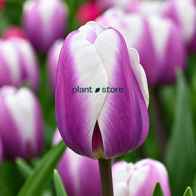 Dutch Tulip Librije Flowering Bulbs (Netherland Imported)