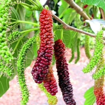Long Mulberry Grafted Tree
