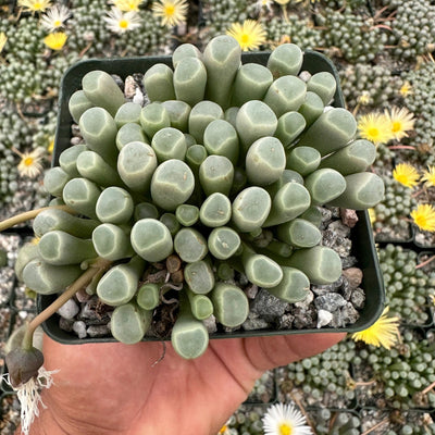Fenestraria (Baby Toes) Bare Rooted (Plant it Yourself)