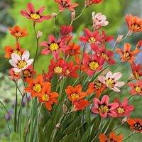 Sparaxis Bulbs - Mix Colours