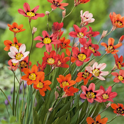 Sparaxis Bulbs - Mix Colours