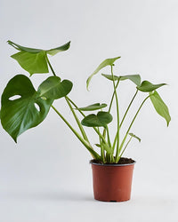 Monstera Deliciosa Plant - plant store® 