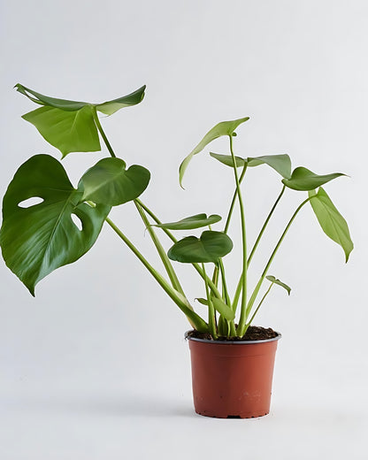 Monstera Deliciosa Plant