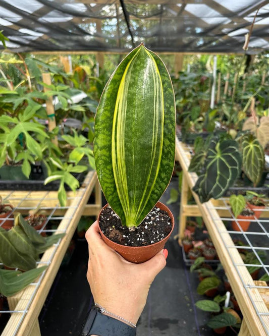 Whale Fin Variegated (Sansevieria Masoniana)