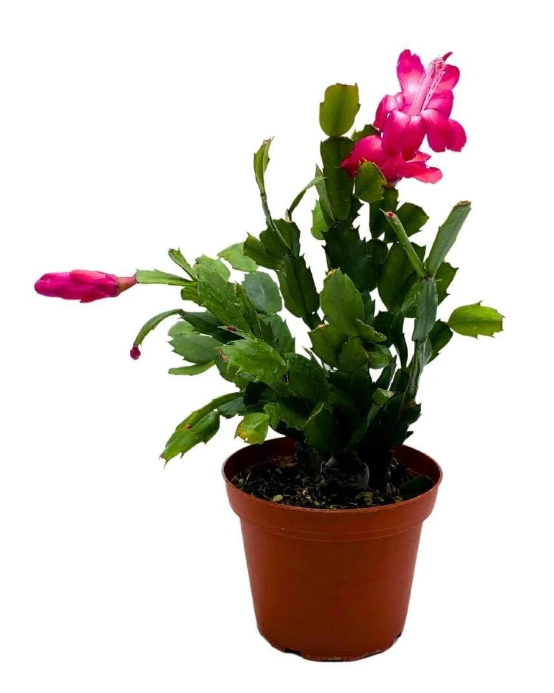 Zygo Christmas Cactus - Pink