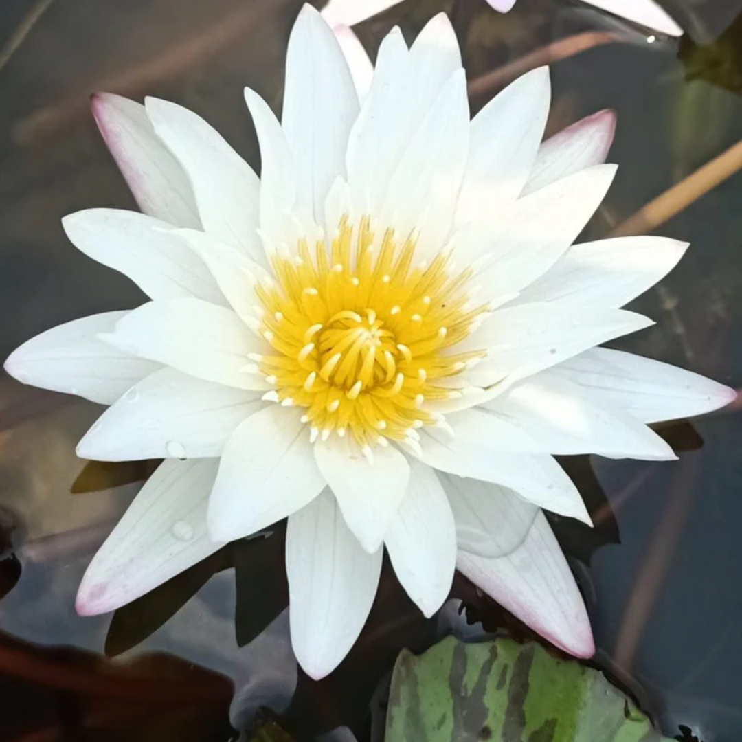 Innocence Tropical Waterlily