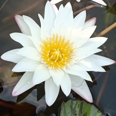 Innocence Tropical Waterlily