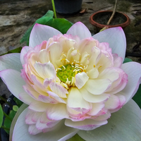 Suruteadee Lotus Tuber