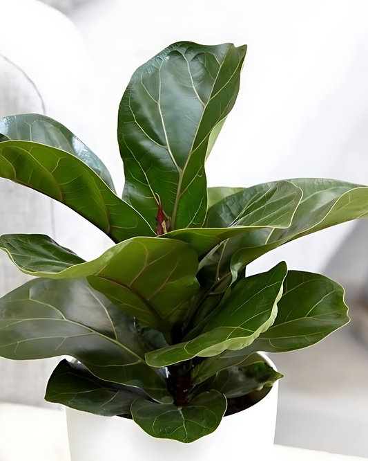 Fiddle Leaf or Ficus Lyrata