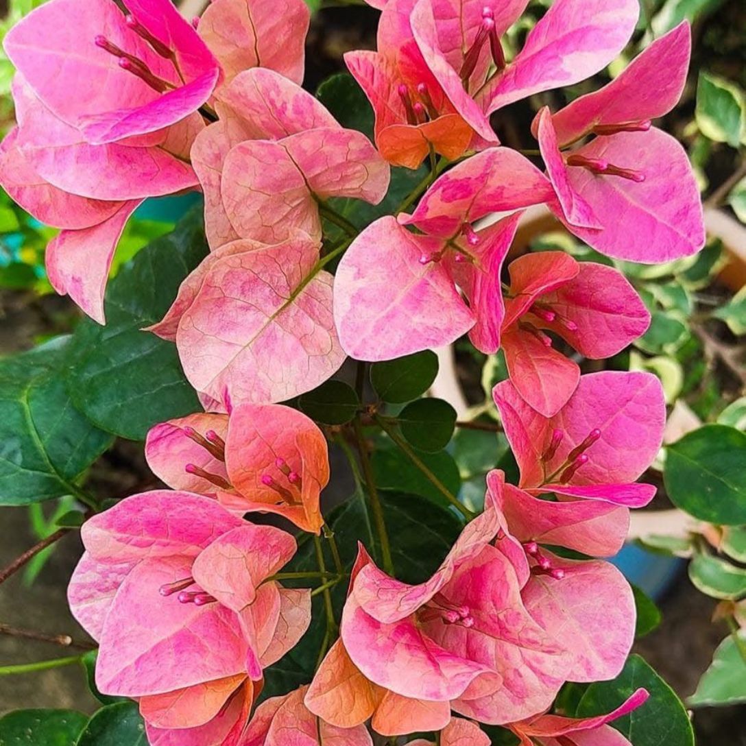 Watermelon Kiss Grafted Bougainvillea Plant
