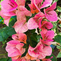 Watermelon Kiss Grafted Bougainvillea Plant