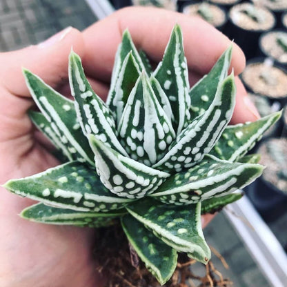 Hybrid Tears of Angel Rare Haworthia Bare Rooted