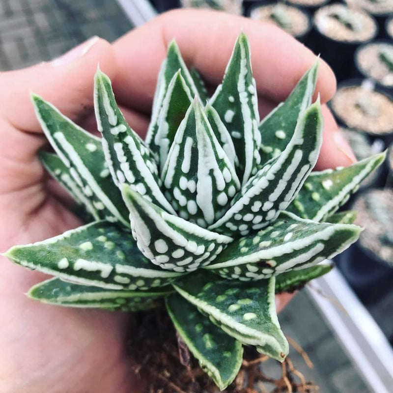 Hybrid Tears of Angel Rare Haworthia Bare Rooted - plant store® 
