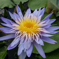 Alexis Tropical Waterlily