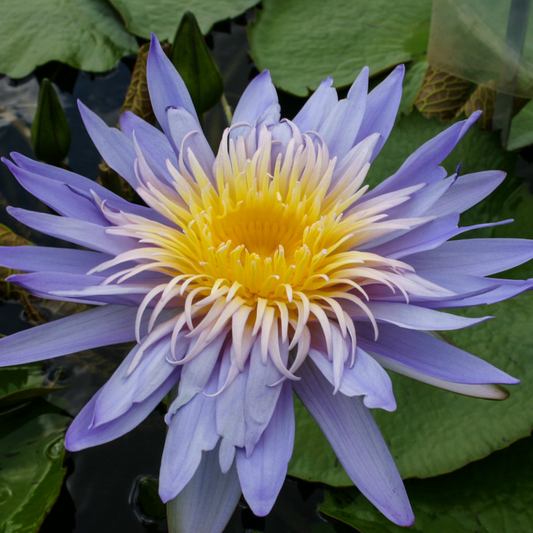 Alexis Tropical Waterlily