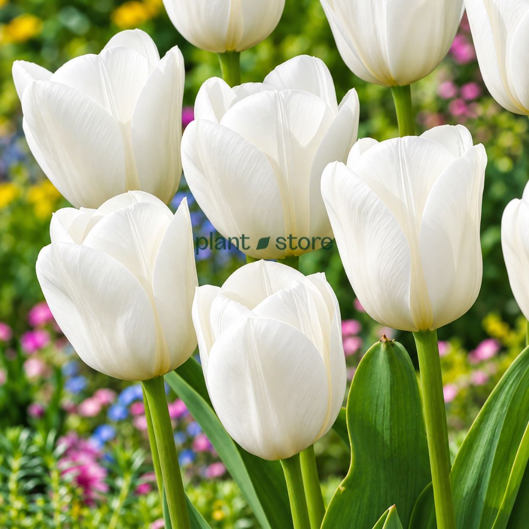 Dutch Tulip Royal Virgin Flowering Bulbs (Netherland Imported)