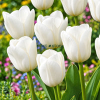 Dutch Tulip Royal Virgin Flowering Bulbs (Netherland Imported)
