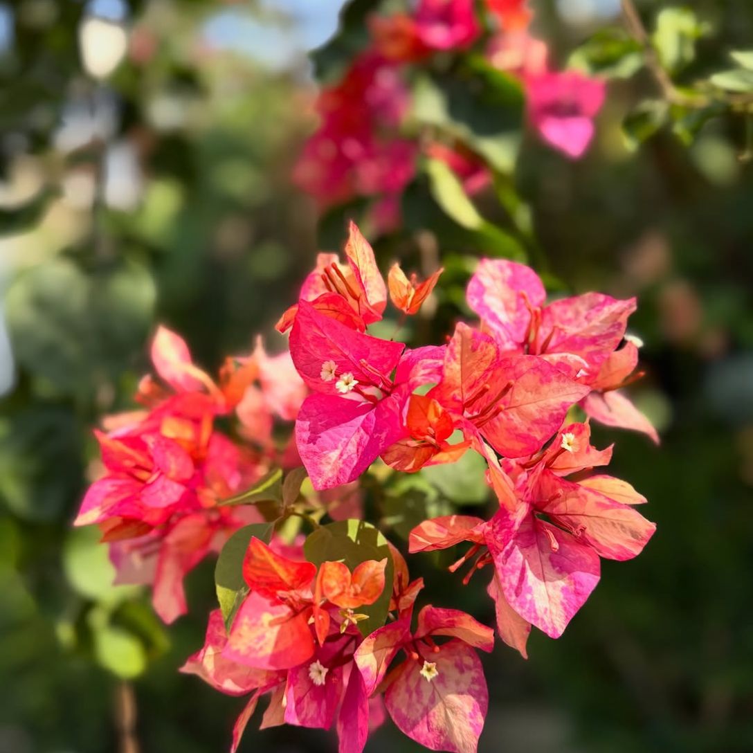 Arjuna Grafted Bougainvillea Plant