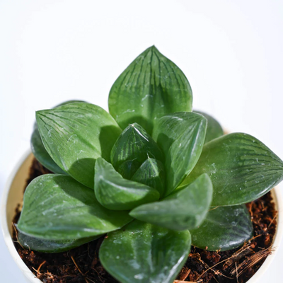 Haworthia Cymbiformis (Bare Rooted)