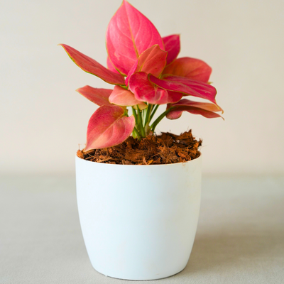 Ruby Pink - Aglaonema