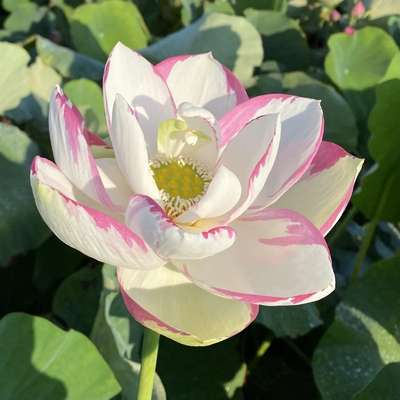 Pink Empress Lotus Tuber