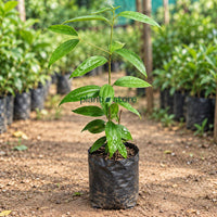 Tej Patta (Indian Bay Leaf) Masala Plant