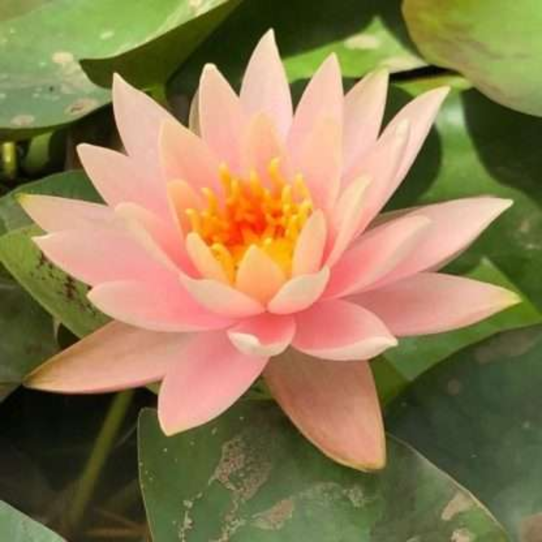 Colorado Hardy Waterlily