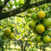 Mosambi Grafted Tree