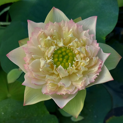 Juliet Lotus Tuber