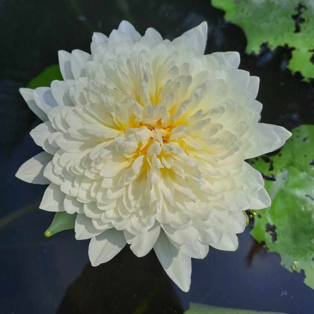 Thailand Diamond Tropical Waterlily
