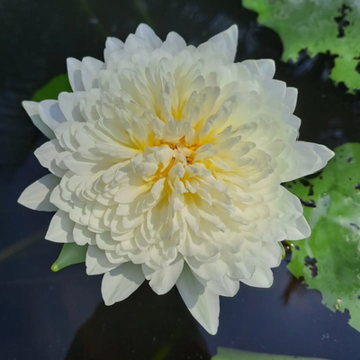 Thailand Diamond Tropical Waterlily