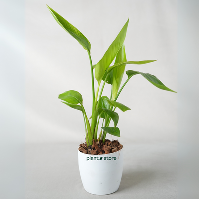 Bird Of Paradise Plant ( Strelitzia Reginae ) with Pot