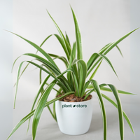 Chlorophytum Spider Plant