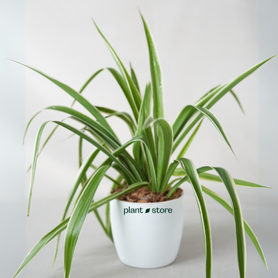 Chlorophytum Spider Plant