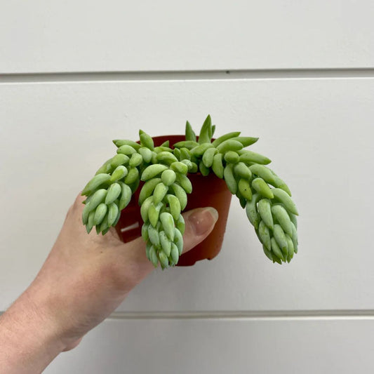Sedum Morganianum (Burro's Tail) (Bare Rooted)
