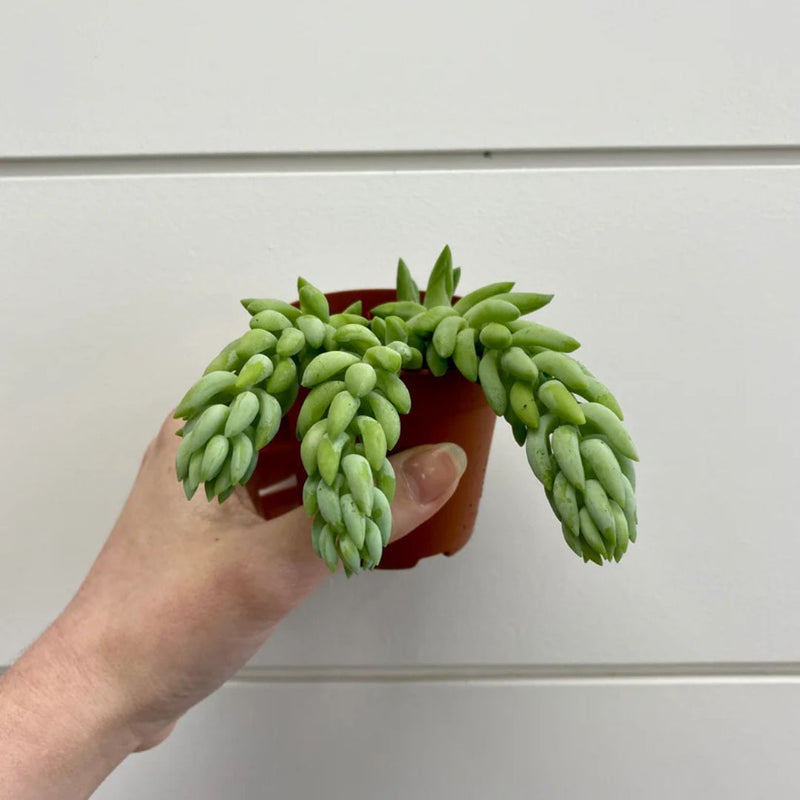 Sedum Morganianum (Burro's Tail) (Bare Rooted)