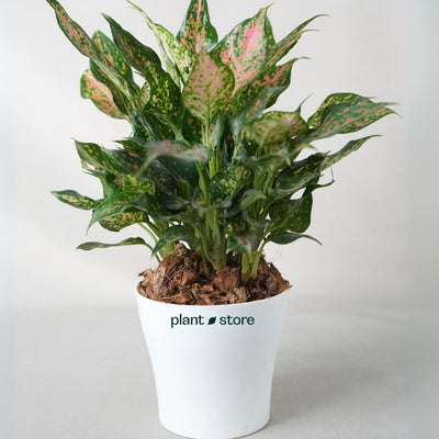 Pink Lady Valentine - Aglaonema