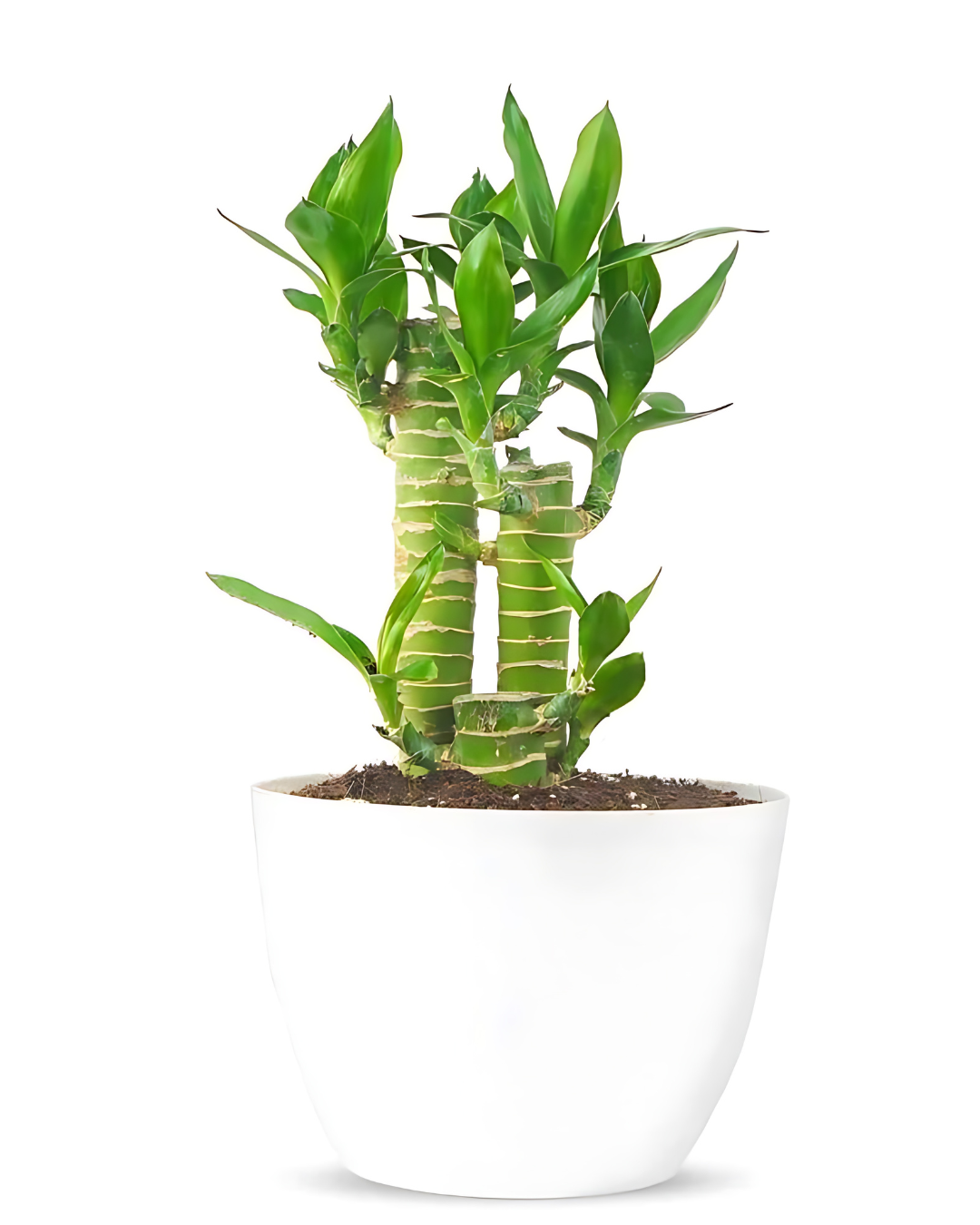 Lucky Bamboo Lotus (Tiger) - 5 sticks – plant store®