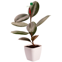 Feng Shui Edition (Brazilian Wood) - plant store® 