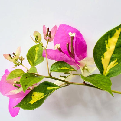 Spider Pink Variegated Bougainvillea
