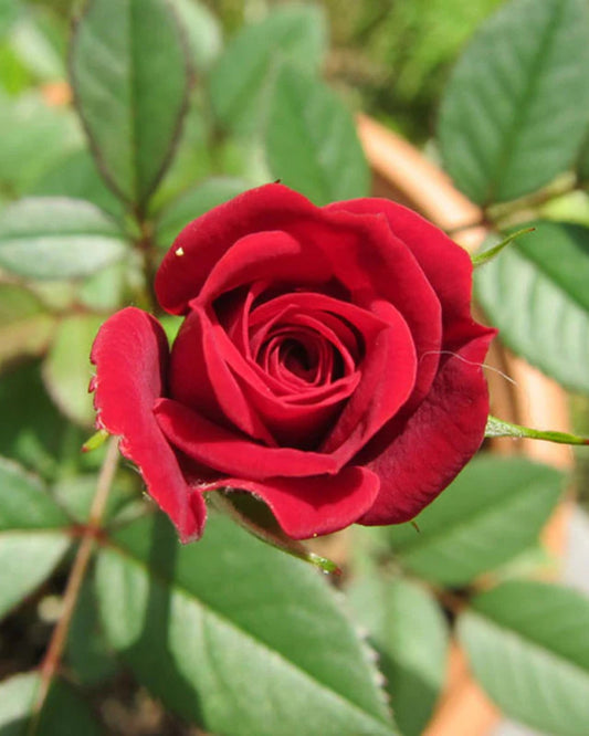 Velvet Rose Hybrid Grafted - Full Grown Plant