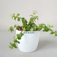 Jade Plant